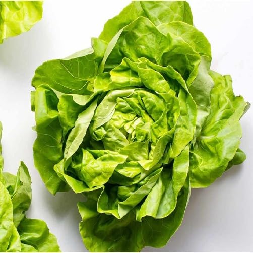 Grüne Salatsamen – Alte Sorte, gentechnikfrei, keimstark, Bio-Gartensamen für die Aussaat