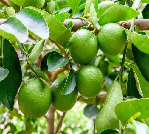 Green Lime Seeds Heirloom Non-GMO High Germination Organic Garden Seeds for Planting