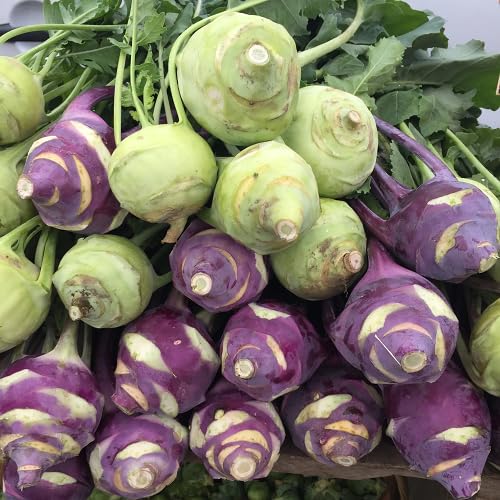 Mixed Kohlrabi Seeds – Heirloom Non-GMO High Germination Organic Garden Seeds for Planting