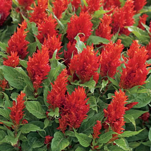 red red flower seeds