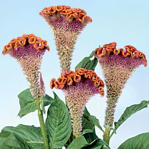 golden fiora flower seeds