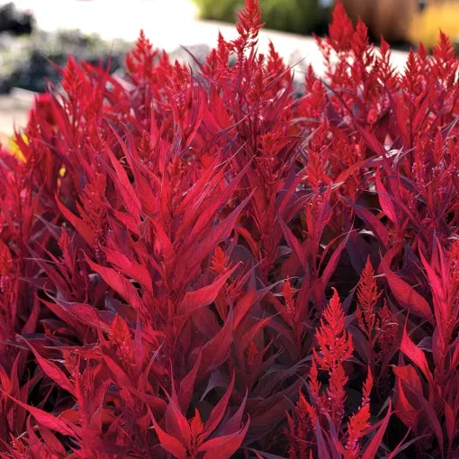 red dragon flower seeds