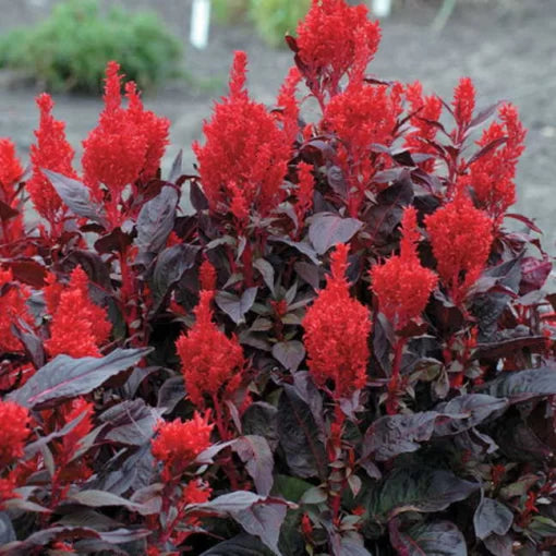 red china flower seeds