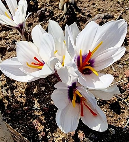 White Saffron Flower Seeds Heirloom Non-GMO High Germination Organic Garden Seeds for Planting