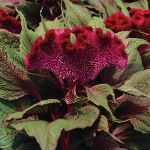 black dracula flower seeds