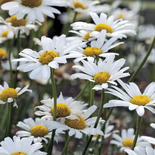 white white flower seeds