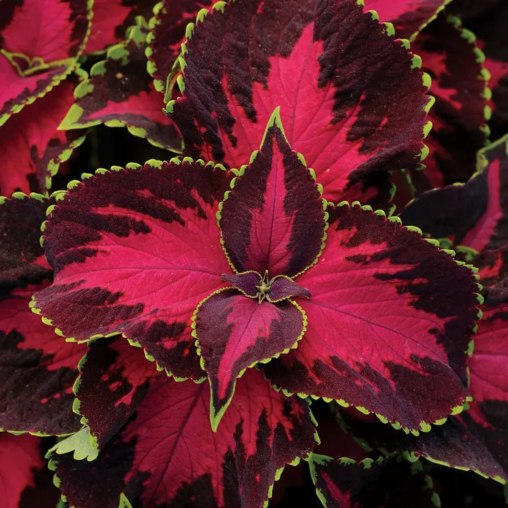 Red Chocolate herb seeds