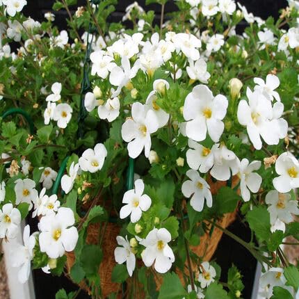 Bacopa Blumensamen Weiß – Alte Sorte Gentechnikfrei Hohe Keimfähigkeit