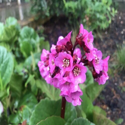 pink bergenia flower seeds
