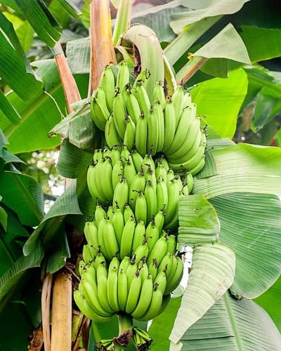 Banana Seeds – Heirloom, Non-GMO, High Germination Organic Garden Seeds