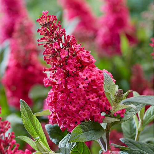 Pink Buddleia Flower Seeds for Planting – Heirloom Non-GMO High Germination Seeds