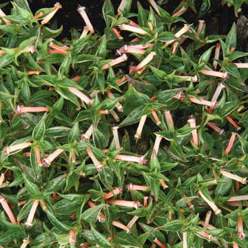 pink pink flower seeds