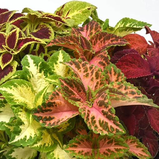 select mix flower seeds