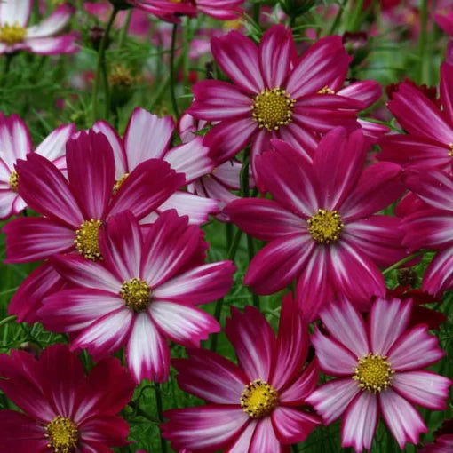 pink peppermint flower seeds