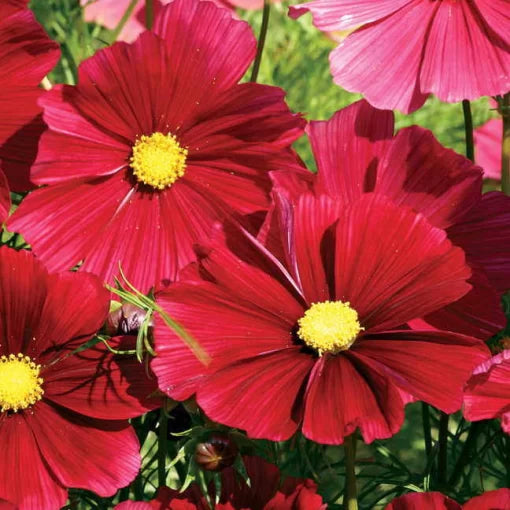 red rubenza flower seeds