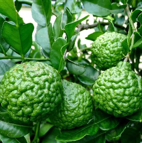 Green Kaffir Lime Seeds – Heirloom, Non-GMO, High Germination Organic Garden Seeds