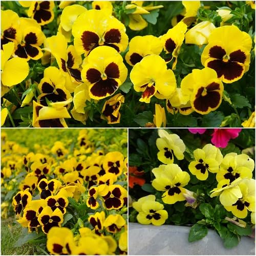 Yellow Giant Pansy Flower Seeds – Heirloom, Non-GMO, High Germination Seeds
