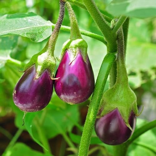 Purple Eggplant Seeds – Heirloom, Non-GMO, High Germination Organic Garden Seeds Planting