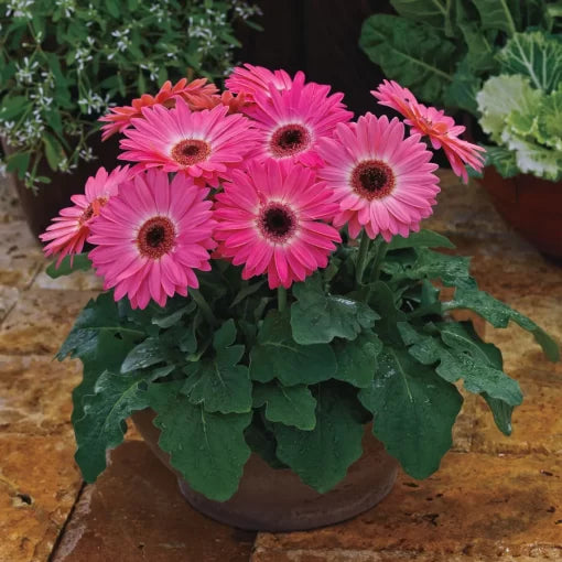 pink halo flower seeds