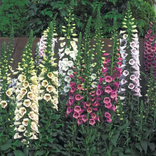 hybrid foxglove flower seeds