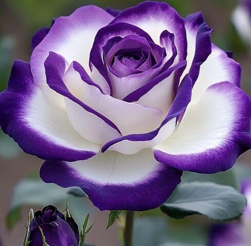 Purple White Rose Flower Seeds Heirloom Non-GMO High Germination Organic Garden Seeds for Planting