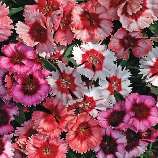 super parfait flower seeds