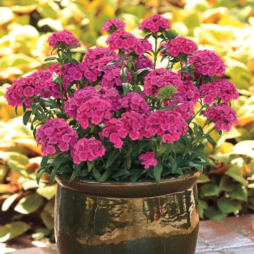 pink pink flower seeds