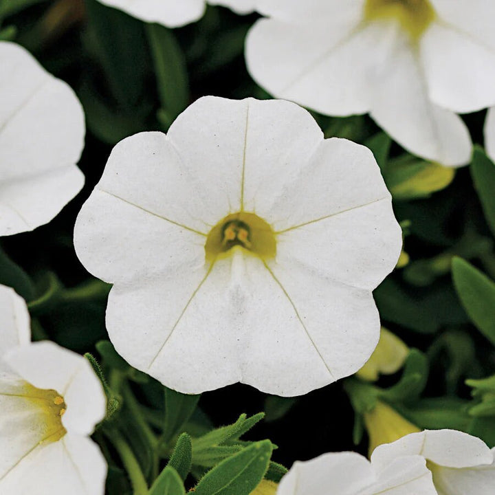 White Calibrachoa Flower Seeds – Heirloom, Non-GMO, High Germination, Organic Seeds for Planting