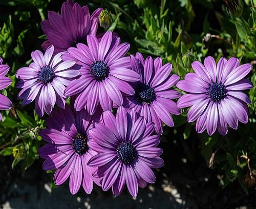 Purple Osteospermum Flower Seeds Heirloom Non-GMO High Germination Organic Garden Seeds for Planting