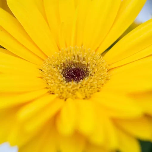 yellow yellow flower seeds