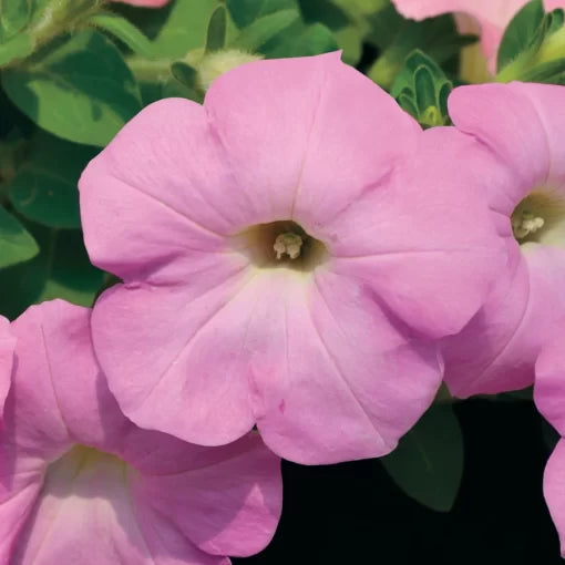radiance lilac flower seeds