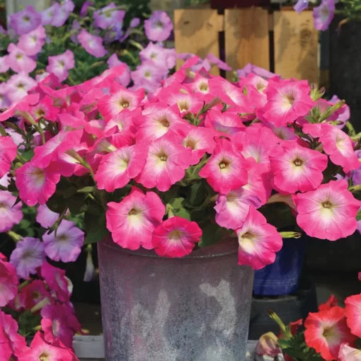 pink pink flower seeds