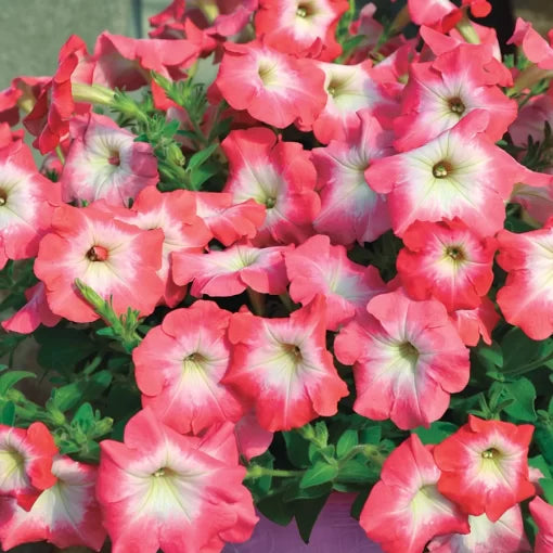 pink radiance flower seeds