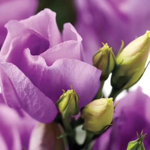 lavender lavender flower seeds