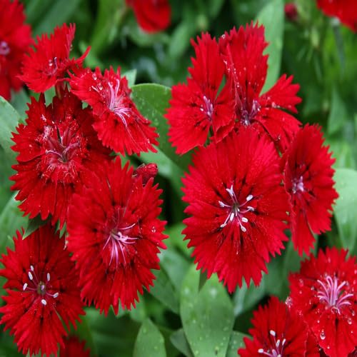 Dianthus Barbatus Flower Seeds – Heirloom, Non-GMO, High Germination Organic Garden Seeds for Planting