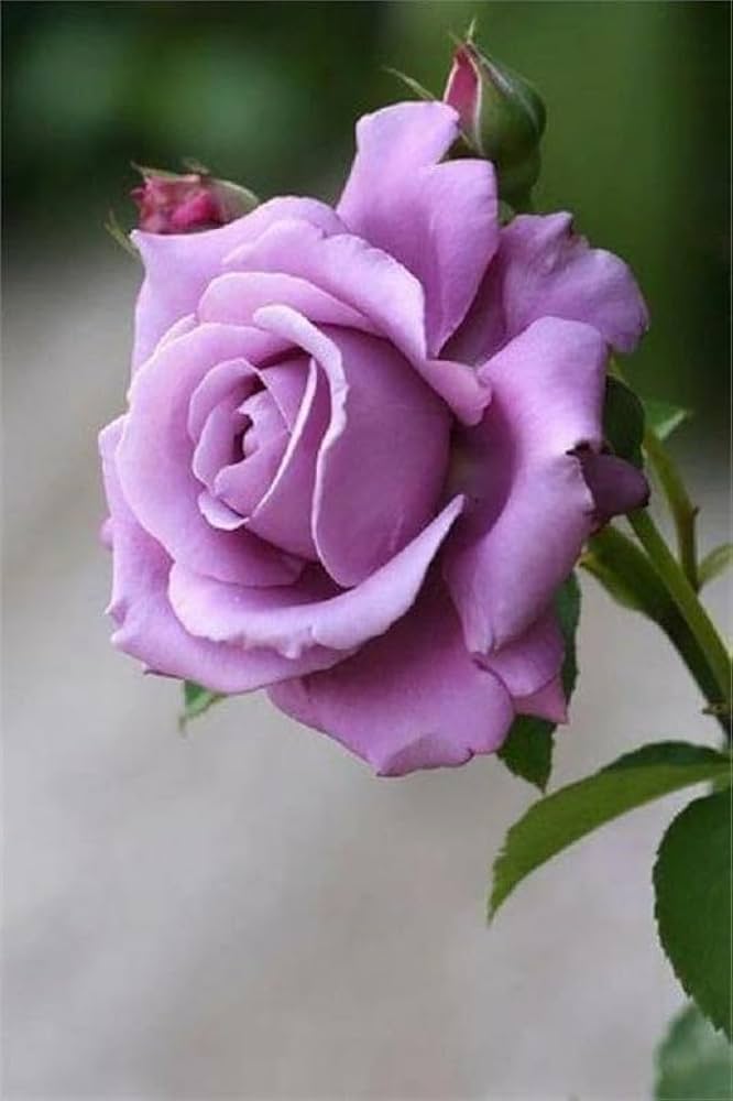 Giant Rose Lavender Flower Seeds for Planting – Heirloom Non-GMO Seeds