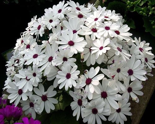 Cineraria Flower Seeds Red – Heirloom, Non-GMO, High Germination Organic Garden Seeds for Planting