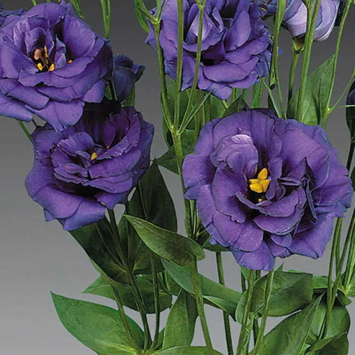blue lisianthus charisma series
