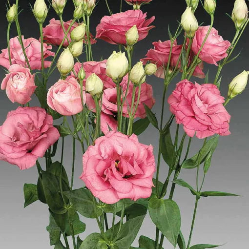 rose lisianthus flower seeds