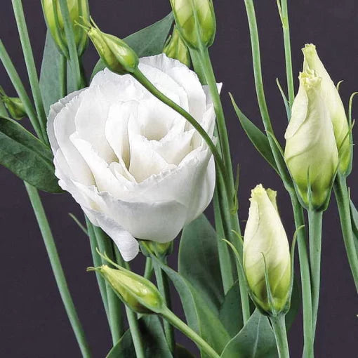white white flower seeds