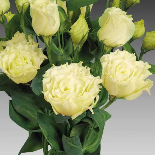 yellow yellow flower seeds