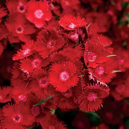 red red flower seeds