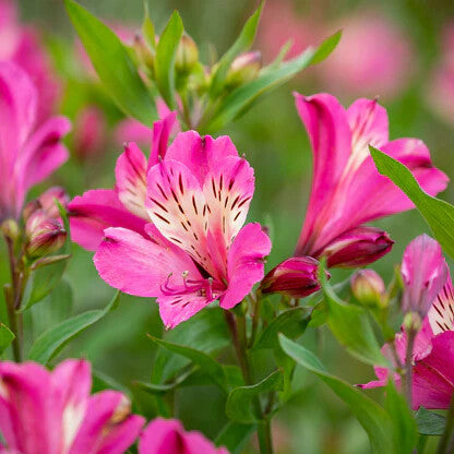 Pink Alstroemeria Flower Seeds for Planting – Heirloom Non-GMO High Germination Organic Garden Seeds