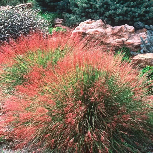 pink ruby flower seeds