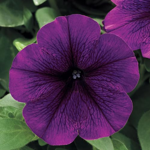 Violet Petunia Flower Seeds – Heirloom Non-GMO High Germination Organic Garden Seeds for Planting
