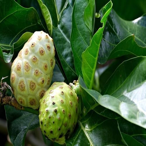 Green Noni Seeds – Heirloom, Non-GMO, High Germination Organic Garden Seeds