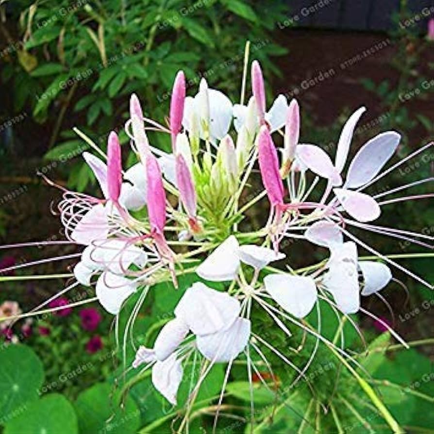 cleome spinosa flower seeds