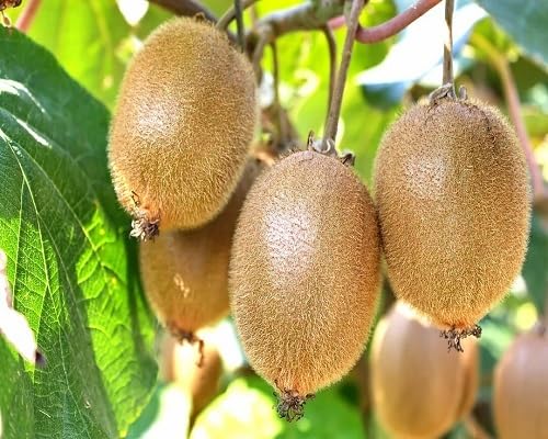 Kiwi Seeds Green – Heirloom, Non-GMO, High Germination Organic Garden Seeds