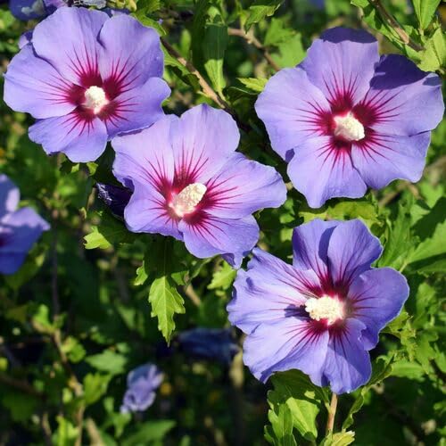 Purple Giant Hibiscus Flower Seeds Heirloom Non-GMO High Germination Organic Garden Seeds for Planting