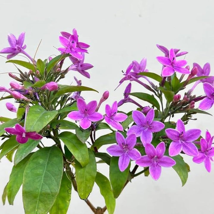 Semillas de jazmín morado – Cimarrón, sin OGM, semillas de alta germinación